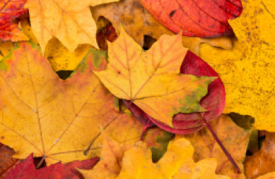 Image of autumn leaves