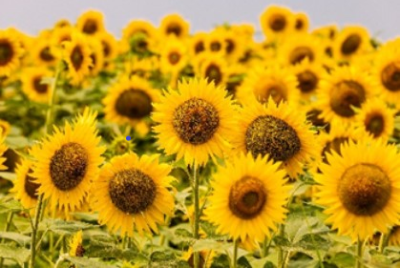 Image of summer flowers